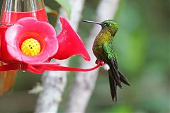 Golden-breasted Puffleg